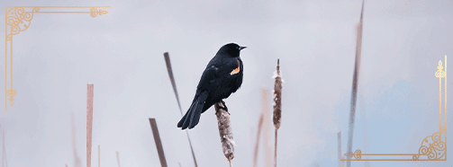 Krafttier Amsel