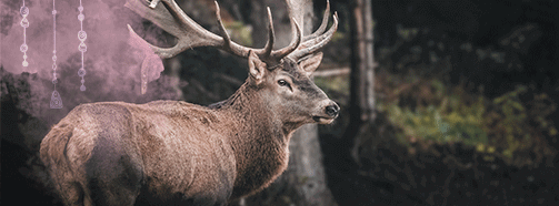 Krafttier Hirsch