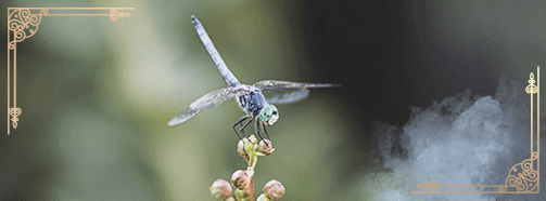 Krafttier Libelle