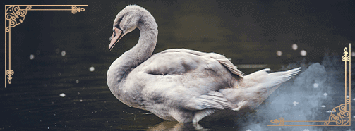 Krafttier Schwan